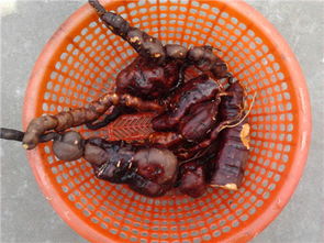 何首乌补肾食疗指南与中药代煎服务，科学养护肾脏健康